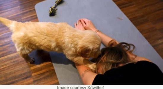 Growing trend of puppy yoga banned in Italy