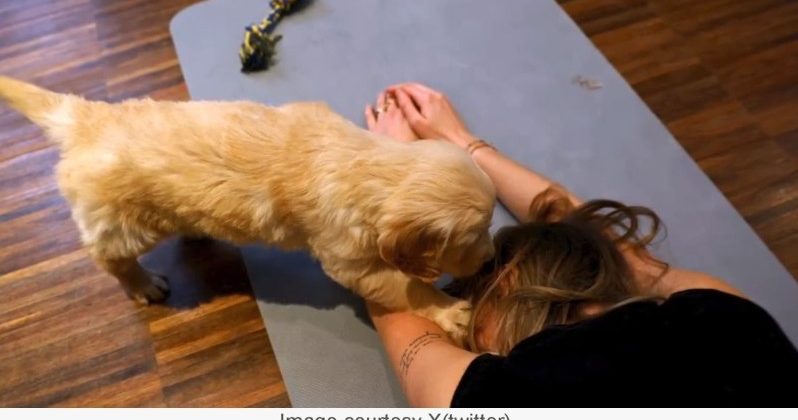 Growing trend of puppy yoga banned in Italy