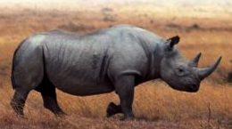 South Africa's rhino population under constant pressure
