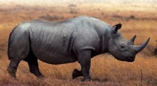 South Africa's rhino population under constant pressure