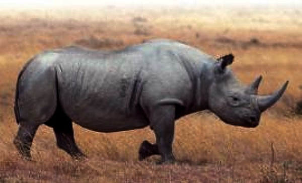 South Africa's rhino population under constant pressure