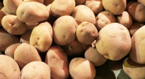 Over 5,000 varieties of potatoes