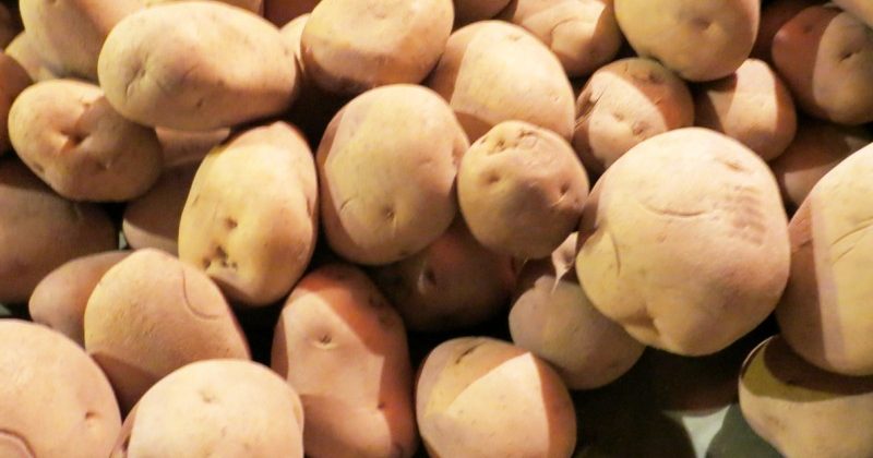 Over 5,000 varieties of potatoes