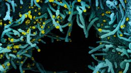 Increase in active cases of Kovid-19 in India, most in Kerala