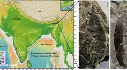 Fossil of a leaf about 24 million years old found
