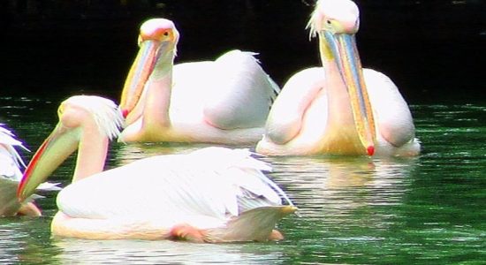 12 birds died in National Zoological Park till September 6th