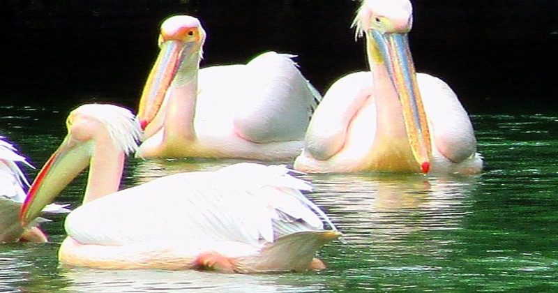 12 birds died in National Zoological Park till September 6th