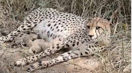 Three cheetah cubs born in Kuno National Park