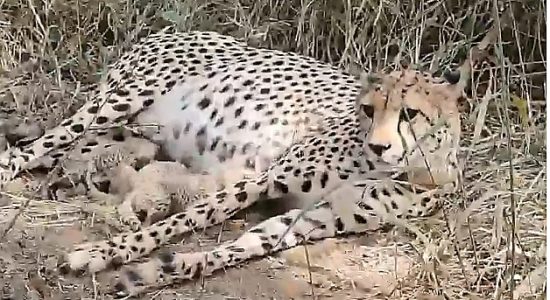 Three cheetah cubs born in Kuno National Park