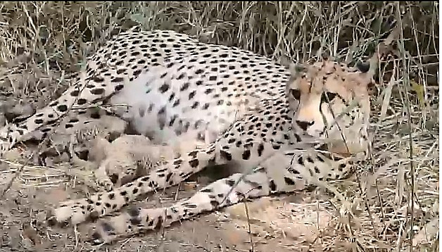 Three cheetah cubs born in Kuno National Park