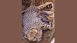 Cheetah gave birth to five cubs at Kuno National Park