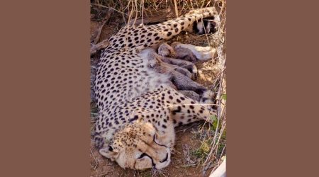 Cheetah gave birth to five cubs at Kuno National Park