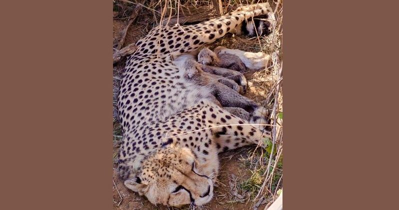 Cheetah gave birth to five cubs at Kuno National Park