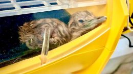 The Great Indian Bustard has hatched two chicks