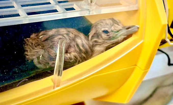 The Great Indian Bustard has hatched two chicks