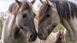 Dülmen Wild Horses