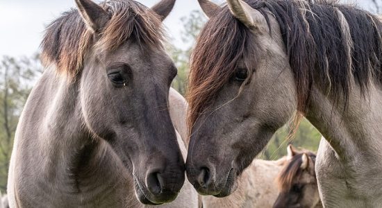 Dülmen Wild Horses
