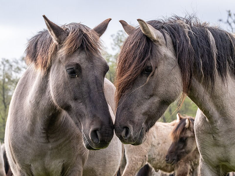 Dülmen Wild Horses