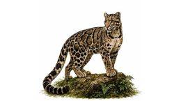 Focus to Remain on Northeast for Clouded Leopard Conservation