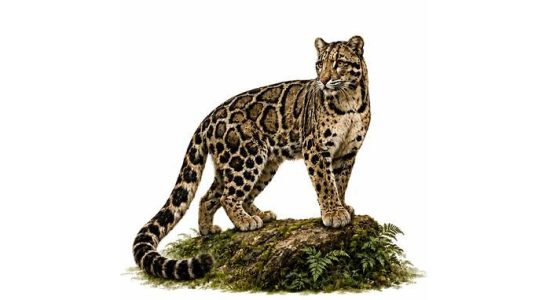 Focus to Remain on Northeast for Clouded Leopard Conservation