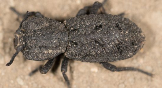 A beetle that even car tyres cannot crush