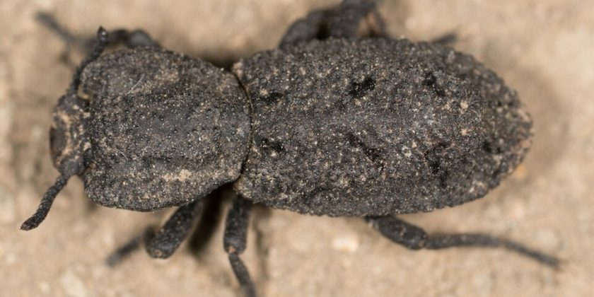A beetle that even car tyres cannot crush
