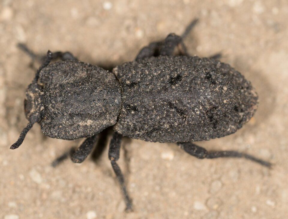 A beetle that even car tyres cannot crush